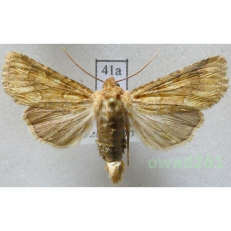 Conisania luteago (Denis & Schiffermüller, 1775) Slovakia41a